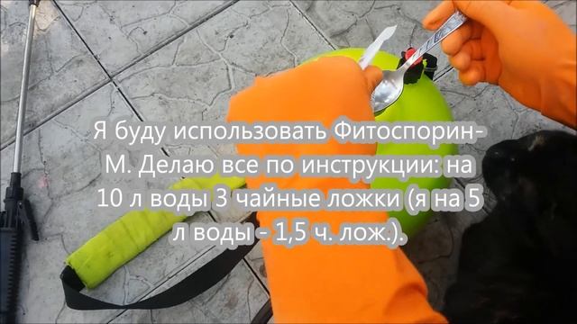 На ТОМАТАХ бурые пятна - ФИТОФТОРА? смотреть онлайн