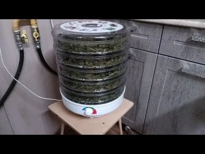 Подсушиваем лист смородины в элекро-сушилке(завершение ферментации)☘️.