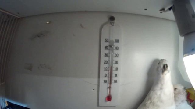 Содержание перепелов зимой смотреть онлайн