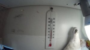 Содержание перепелов зимой