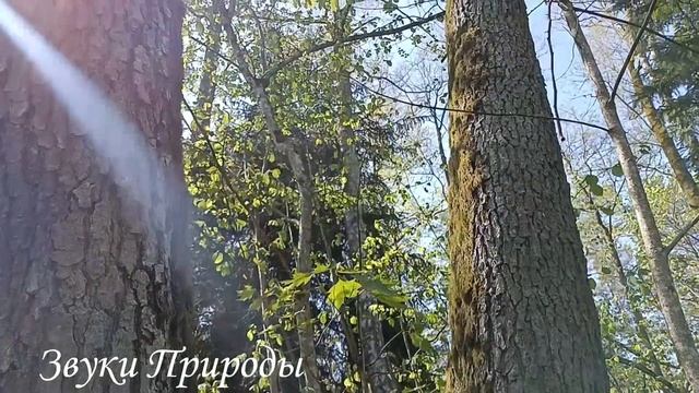 ?Заключительный ролик на этом канале? #музыкадлясна смотреть онлайн