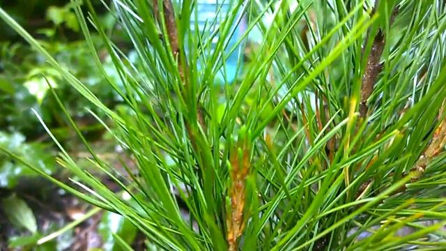 кедр укоренение 10-летних веточек. cedar. rooting a 10-year-old branches. смотреть онлайн