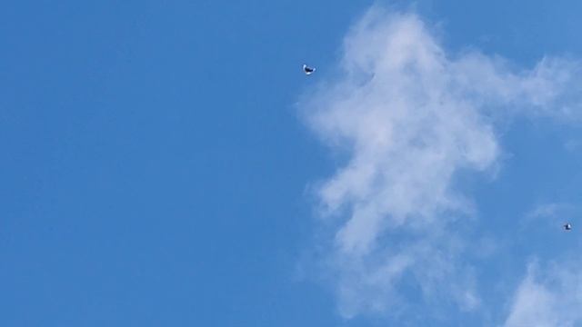 НИКОЛАЕВСКИЕ ГОЛУБИ: 6 шт. ушли на покрытие. смотреть онлайн