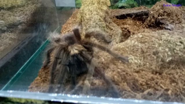 Пауки тропические. Часть 2 смотреть онлайн