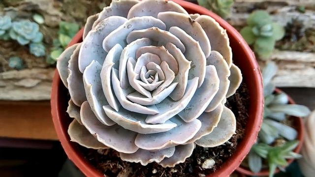 聖卡洛斯 Echeveria runyonii San Carlos смотреть онлайн