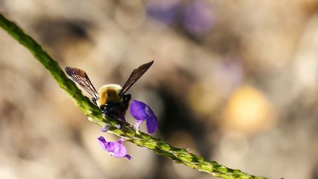 Экологические Перлы