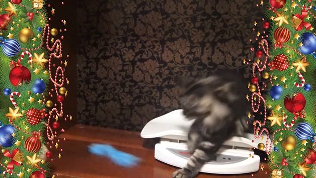 ЛИРИКУМ Жень-Шень 3,5 месяца, взвешивание крупного котенка мейн-кун смотреть онлайн