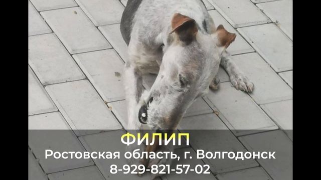 Пропала собака ! ФИЛИП , Ростовская область , г. Волгодонск смотреть онлайн