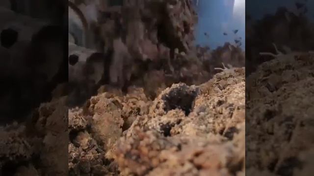 Татра в грязи! Tatra 815. TATRA in MUD смотреть онлайн