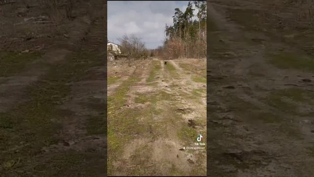 Ягдтерьер на даче | jagdterrir in nature смотреть онлайн