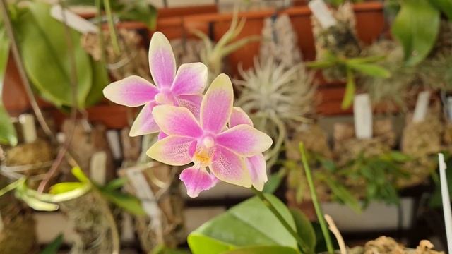 ОРХИДЕЯ ФАЛЕНОПСИС - обзор интересных новелти гибридов смотреть онлайн