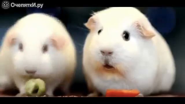 Морская свинка задумалась о смысле жизни. (ТОЛЬКО ПОПРОБУЙ НЕ ПОСТАВИТЬ ЛАЙК ЭТОМУ МИЛОМУ СОЗДАНИЮ) смотреть онлайн