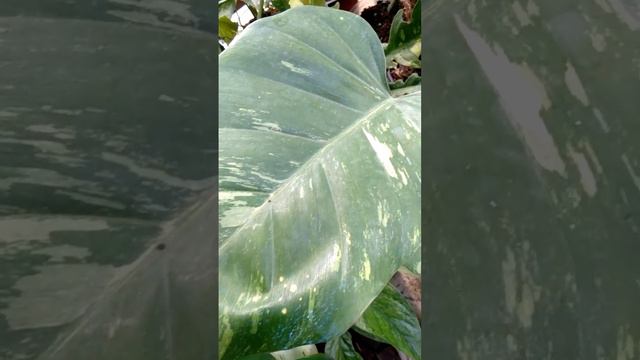 Variegated jungle fever Philodendron (midcut) смотреть онлайн