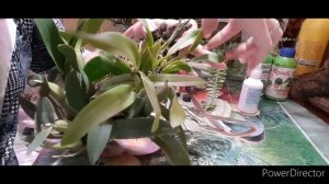 Снимаю молодой куст шомбургии с блока и делю) Schomburgkia thomsoniana