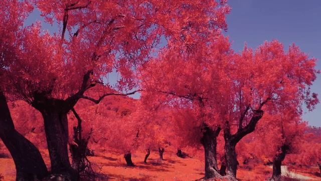 Infrared Mavic 2 Pro смотреть онлайн