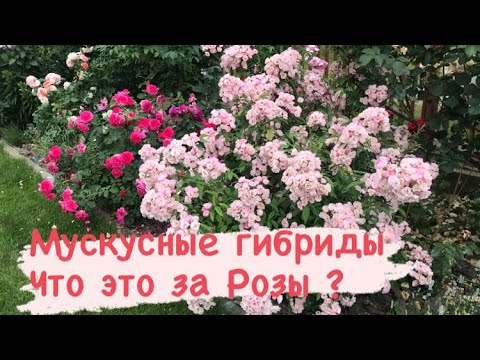 Стоит ли сажать мускусные гибриды роз⁉️ Обзор.mp4 смотреть онлайн