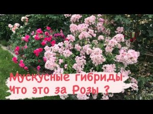 Стоит ли сажать мускусные гибриды роз⁉️ Обзор.mp4