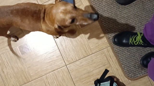 собака выучила новый звук смотреть онлайн