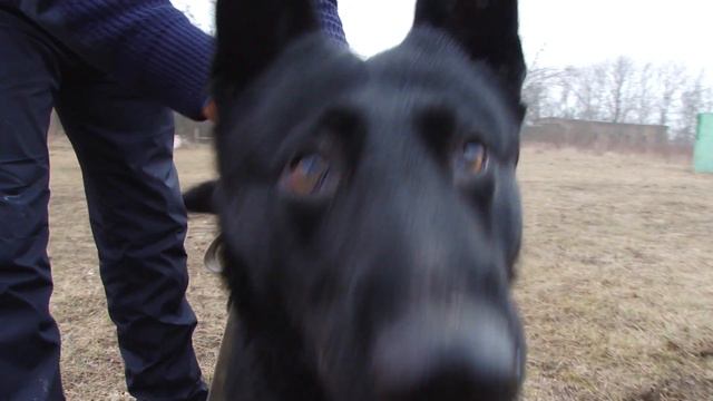 Овчарка напала на мою камеру смотреть онлайн