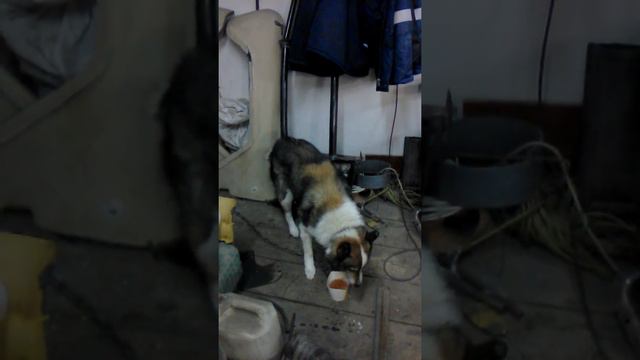 Пьющая собака))) смотреть онлайн