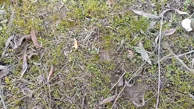 Agaricus campestris Garikun Mantarı? Garikun Mushroom смотреть онлайн