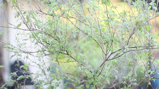 How to collect Tulasi seeds смотреть онлайн
