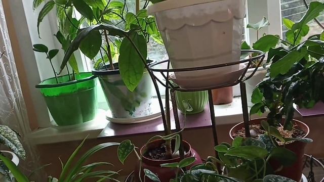 Световое шоу смотреть онлайн