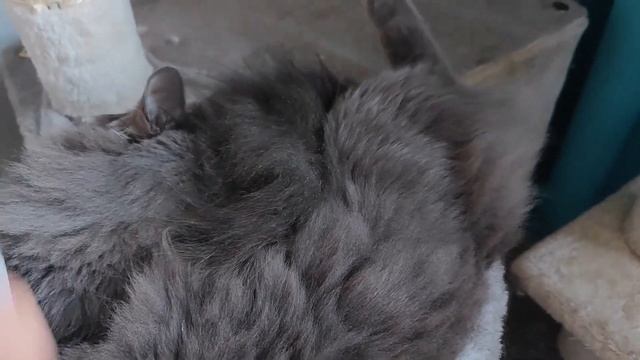 США ВЛОГ / ШКОЛА / ОКРЕСНОСТИ / НАХОДКИ смотреть онлайн