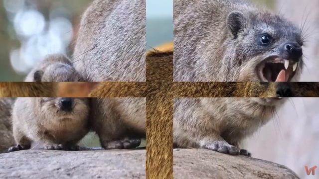 Даман капский (лат.  Procavia Capensis)