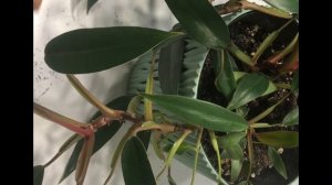 Филодендрон размножение черенками.