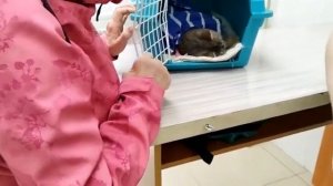 Стерилизация очередной беременной кошки.