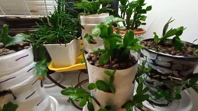 ВСЁ О ВЫРАЩИВАНИИ ЦВЕТОЧНОЙ КОМПОЗИИИ "КАКТУСОВОЕ ДЕРЕВО". ОТВЕТЫ НА ВОПРОСЫ. смотреть онлайн