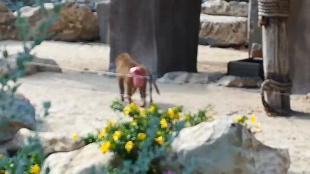 Опа опа какая жопа смотреть онлайн