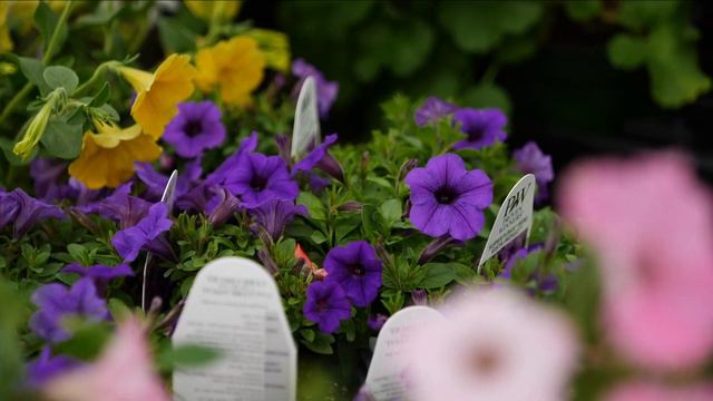 Get It Growing: Supertunia Is A Super Petunia