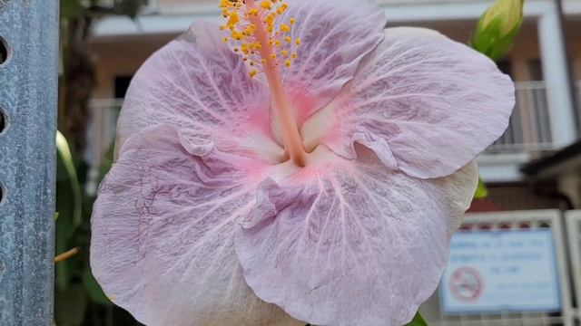 Hibiscus 🌺 princess tree. Golden senna. 무궁화. 공주나무. 골든 센나. смотреть онлайн