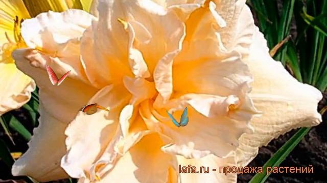 Лилейник гибридный Жан Свон (jean swann) ? обзор: как сажать, рассада лилейника Жан Свон смотреть онлайн