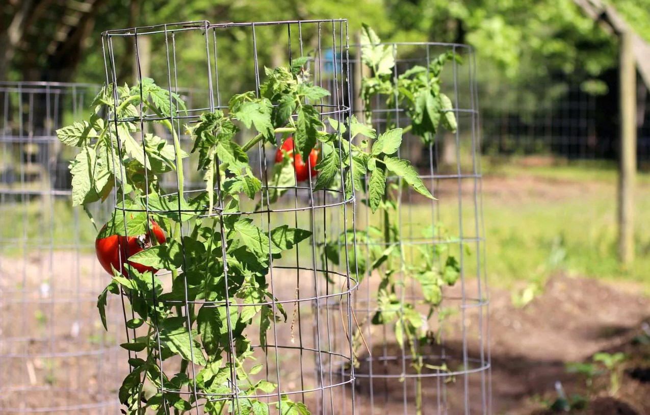 Как подвязать помидоры без кольев: получается намного быстрее и справится даже ребенок смотреть онлайн
