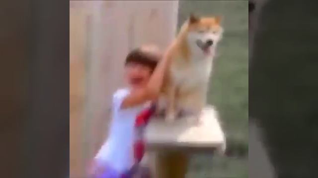 Heckin COOL Doggo смотреть онлайн