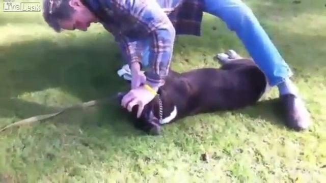 Guy gives CPR to dog and saves the dogs life AMAZING!! смотреть онлайн