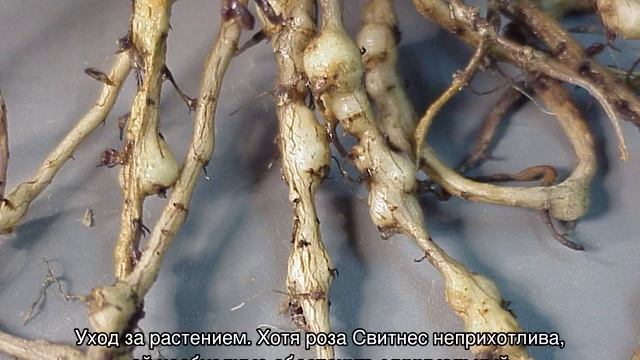 Роза Свитнесс (Sweetness) — описание сортового куста смотреть онлайн