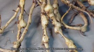 Роза Свитнесс (Sweetness) — описание сортового куста