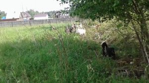 Кормление коз перед окотом.