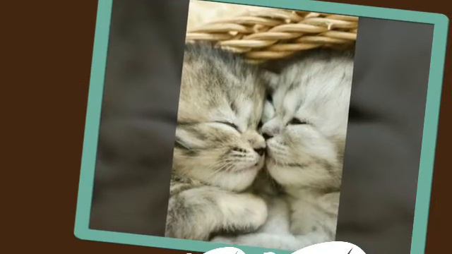 Кошечки онлайн! Кто из вас не любит котиков? Пиши в комментариях! А кто любит ставь 👍👍👍. смотреть онлайн