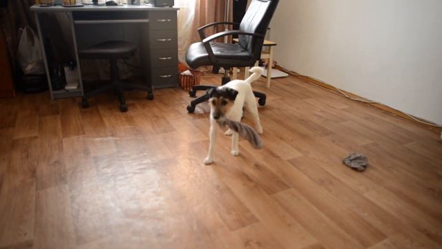 Джек рассел терьер в доме. Jack Russell Terrier in the house. смотреть онлайн