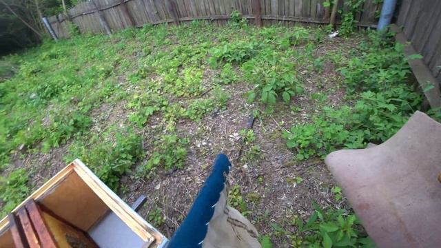 Делаем отводки на матках бакфаст, собираем отводки смотреть онлайн