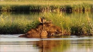 Дикая природа Швеции  4k HD