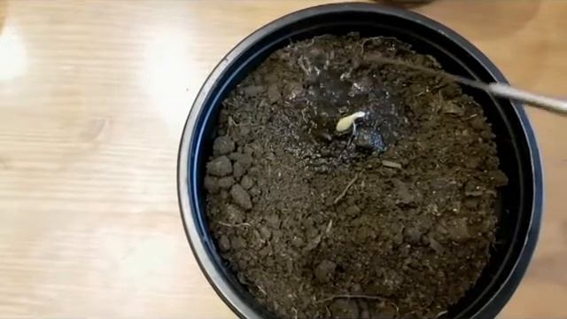 пикировка папайя смотреть онлайн