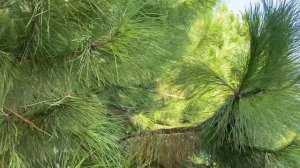 FUN&SUN GYPSOPHILA MARINE 5* ( ex. Amara Club Marine) 5*, 2020 октябрь, Турция, Бельдиби, Кемер