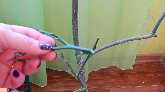 ЛИМОНЫ мандарины прививка и выращивание в домашних условиях, советы и опыт Натальи про цитрусовые смотреть онлайн