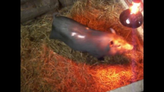 Наше хозяйство: Содержание вьетнамских вислобрюхих поросят смотреть онлайн